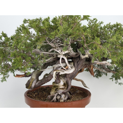 Juniperus sabina A01610 view 2