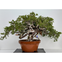 Juniperus sabina -sabina rastrera- A01610