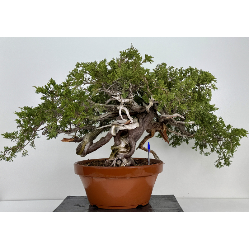 Juniperus sabina A01610