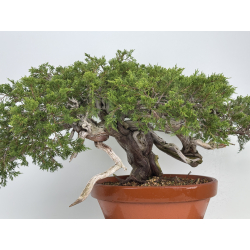 Juniperus sabina A01610 view 5