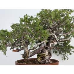 Juniperus sabina A01610 view 4