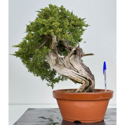 Juniperus sabina A00888