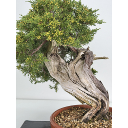 Juniperus sabina A00888 view 2