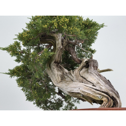 Juniperus sabina A01337 view 3