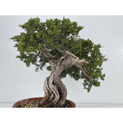 Juniperus sabina A00888 view 4