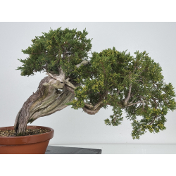 Juniperus sabina A00888 view 5