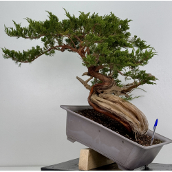 Juniperus sabina A01690