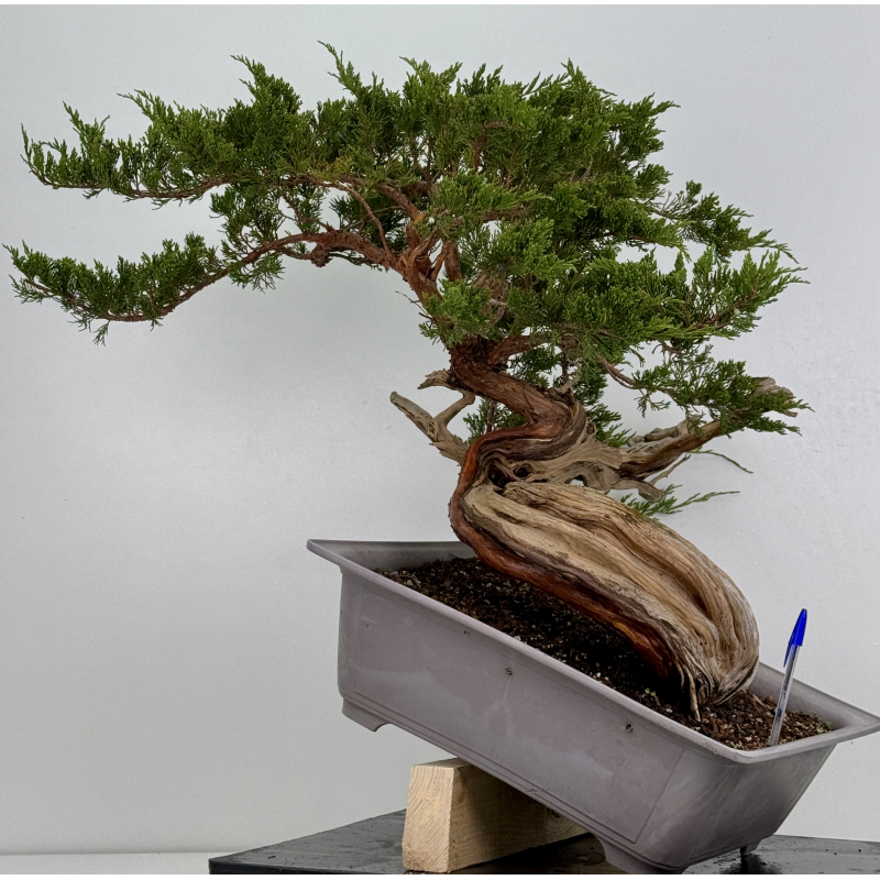 Juniperus sabina A01690