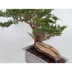 Juniperus sabina A01690 view 2