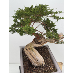 Juniperus sabina A01690 view 3