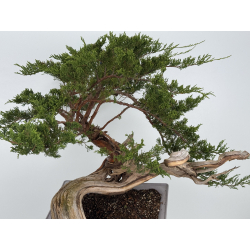 Juniperus sabina A01690 view 4