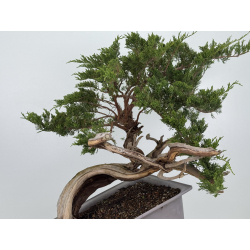 Juniperus sabina A01690 view 5