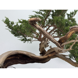 Juniperus sabina A01690 view 6