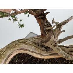 Juniperus sabina A01690 view 7