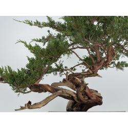 Juniperus sabina A01690 view 8