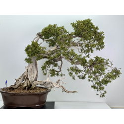 Juniperus sabina -sabina rastrera- A00896