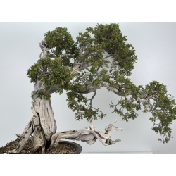 Juniperus sabina A00896 view 6