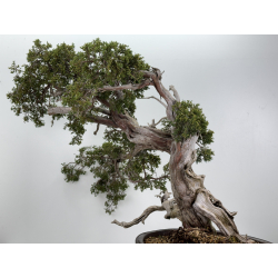 Juniperus sabina A00896 view 8