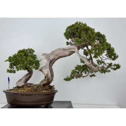 Juniperus sabina A00964