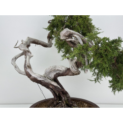 Juniperus sabina A0162 view 4