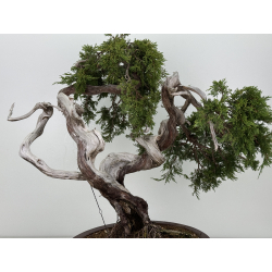 Juniperus sabina A0162 view 3