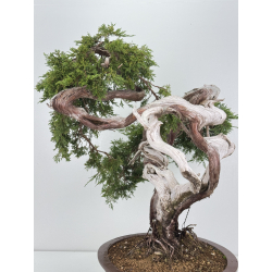 Juniperus sabina A0162 view 6