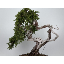 Juniperus sabina A01622 view 2