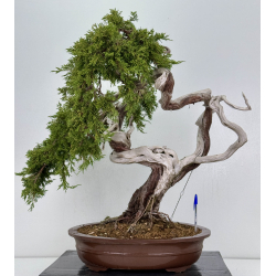 Juniperus sabina A01622