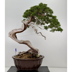 Juniperus sabina A01631