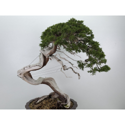 Juniperus sabina A01631 view 2