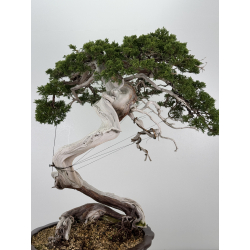 Juniperus sabina A01631 view 4