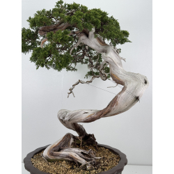 Juniperus sabina A01631 view 6