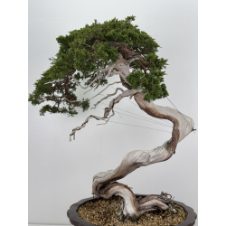 Juniperus sabina A01631 view 7