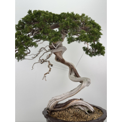 Juniperus sabina A01631 view 8