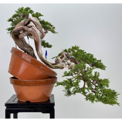 Juniperus sabina A01605