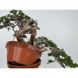 Juniperus sabina A01605 view 6