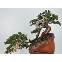 Juniperus sabina A01605 view 8