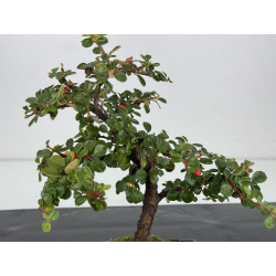 Cotoneaster I-7476 vista 2