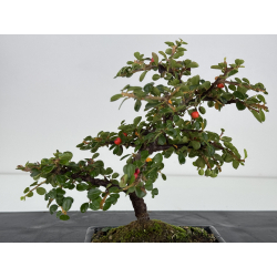 Cotoneaster I-7476 vista 3