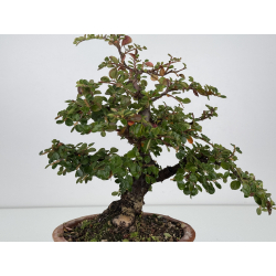 Cotoneaster I-7475 vista 3