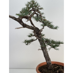 Cedrus I-7478 view 3