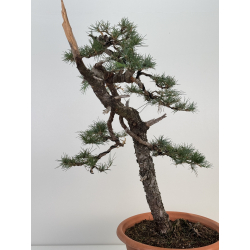 Cedrus I-7478 view 4