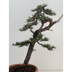 Cedrus I-7478 view 2