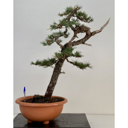 Cedrus -cedro- I-7478