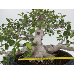 Ficus retusa I-7481 vista 2