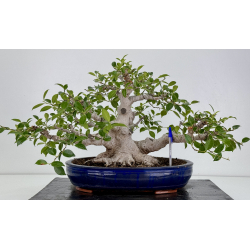 Ficus retusa I-7481