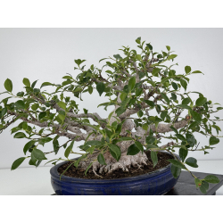 Ficus retusa I-7481 vista 3