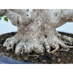 Ficus retusa I-7481 view 4