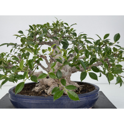 Ficus retusa I-7481 view 5