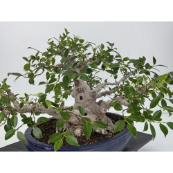 Ficus retusa I-7481 vista 6